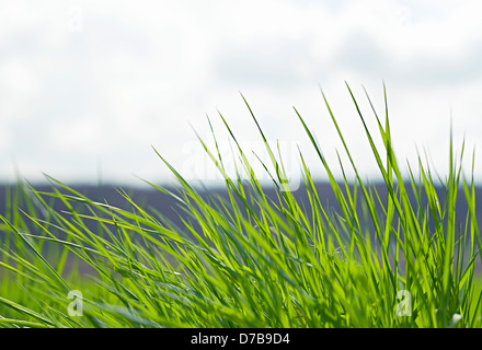 Naturale di erba verde con il fuoco selettivo Foto Stock