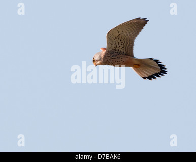 Wild femmina, il Gheppio Falco tinnunculus hovering, in cerca di preda Foto Stock