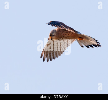 Wild femmina, il Gheppio Falco tinnunculus hovering, in cerca di preda Foto Stock