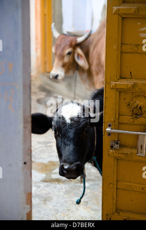 PUSHKAR, India - 22 gennaio: due mucche peek attraverso una porta il 22 gennaio 2013 in Pushkar. Foto Stock