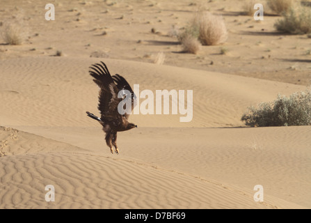 Steppa Eagle di prendere il volo da dune di sabbia Foto Stock