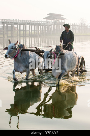 Coltivatore su i buoi carrello attraversando il lago Taungthaman con U Bein Bridge in background, Amarapura, Mandalay Birmania (Myanmar) Foto Stock