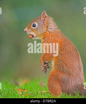 Red ;Squirell; Sciurus vulgaris Foto Stock