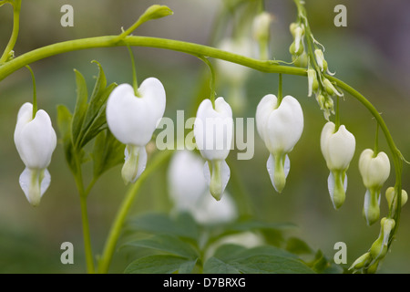 Dicentra spectabilis pianta Foto Stock