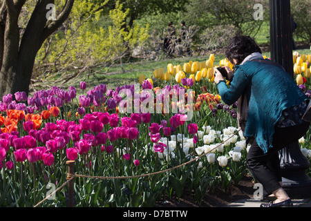 Una donna a fotografare il tulip presentano al Brooklyn Botanic Garden, New York, NY Foto Stock