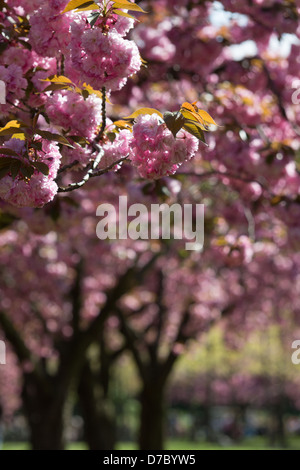 Fiore di Ciliegio stagione al Brooklyn Botanic Garden, New York, NY Foto Stock