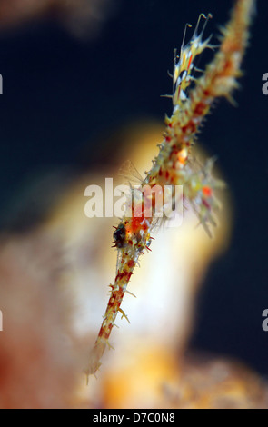 I capretti Arlecchino Pipefish fantasma (Solenostomus Paradoxus) con focus sull'occhio, Bunaken, Indonesia Foto Stock