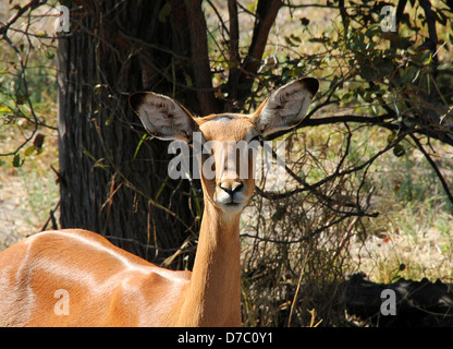 Impala, Moremi Game Reserve, Botswana Foto Stock