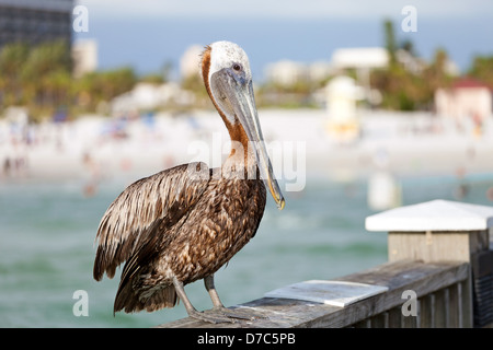 Un pellicano bruno bird in posa sulla ringhiera del molo pubblico in Clearwater Florida. Foto Stock