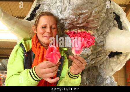 Spalding, Lincolnshire, Regno Unito. Il 3 maggio 2013. Spalding Festival dei Fiori - 99% di riduzione in tulip capi Foto Stock