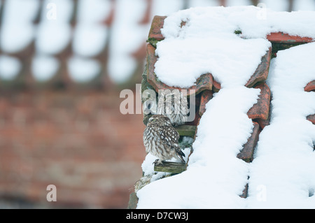 Civetta Athene noctua, coppia di adulti sul tetto della coperta di neve fienile abbandonati, Norfolk, Inghilterra, Gennaio Foto Stock