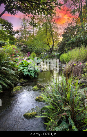 Flusso che scorre sotto il ponte di legno degli archi con felci Hosta e piante di palude a Crystal Springs Rhododendron giardino al tramonto Foto Stock