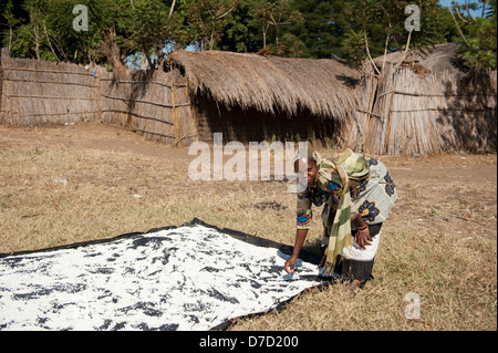 La Manioca di essiccazione al sole, il lago Niassa, Mozambico Foto Stock