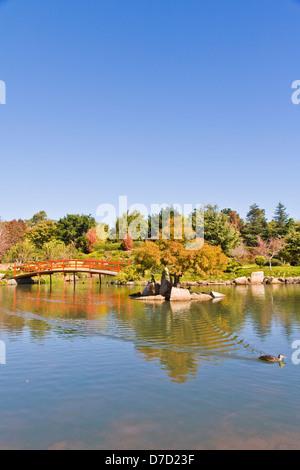 Il giardino giapponese in Toowoomba, Queensland, Australia in autunno colori. Foto Stock
