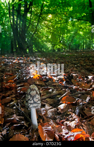 Gazza fungo: Coprinus picaceus. In legno di faggio, Surrey, Inghilterra, Novembre. La mattina presto. Foto Stock