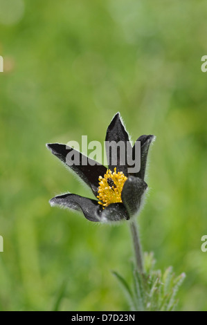 "Pasque Fiore: Pulsatilla rubra ssp. hispanica. Picos de Europa, Spagna Foto Stock