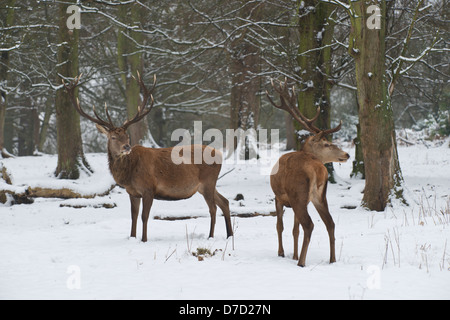 Red Deer: Cervus elaphus. Cervi nella neve. Il Parco di Richmond, Surrey, Inghilterra. Gennaio. Foto Stock