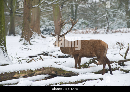 Red Deer: Cervus elaphus. Feste di addio al celibato nella neve. Il Parco di Richmond, Surrey, Inghilterra. Gennaio. Foto Stock