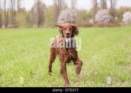 Setter Irlandese viene eseguito su una prateria Foto Stock