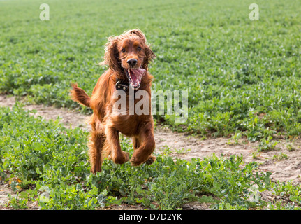 Setter Irlandese viene eseguito su una prateria Foto Stock