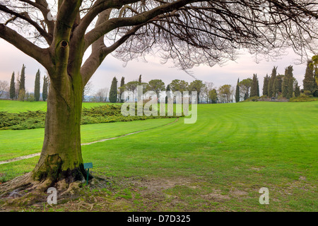 Albero con grossi rami e rametti sul prato verde nel Parco Sigurta Park in Italia. Foto Stock
