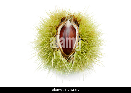 Chestnut pop up attraverso il suo aperto a metà lolla Foto Stock