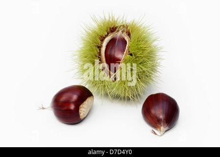 Sweet Chestnut frutto aperto a metà e i dadi su sfondo bianco Foto Stock
