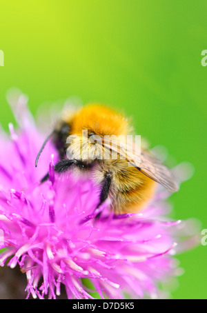Bumblebee , carda comune [bumbus pascuorum] all'aperto la raccolta di nettare da Fiordaliso thistle Scotland Regno Unito Foto Stock