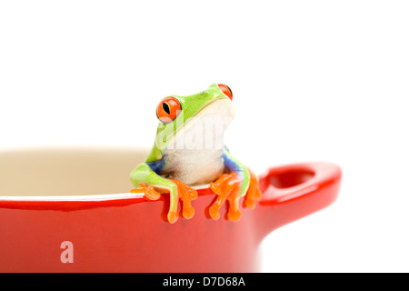 Frog guardando fuori della pentola di cottura per aiutare. un rosso-eyed raganella (Agalychnis callidryas), closeup isolato su bianco Foto Stock