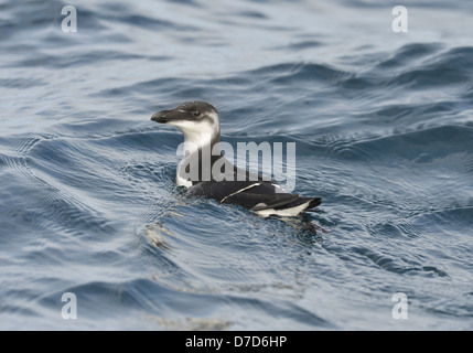 Razorbill Alca torda Foto Stock