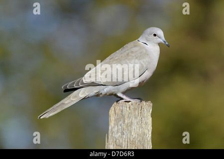 Colomba a collare Streptopelia decaocto Foto Stock