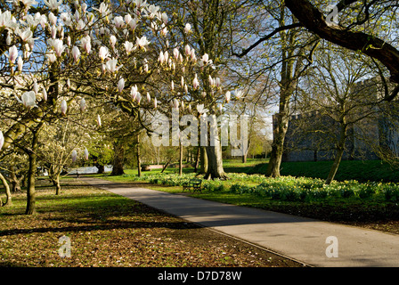 Magnolie e narcisi, Bute Park, Cardiff, Galles del Sud, Regno Unito. Foto Stock