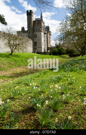 Il Castello di Cardiff e narcisi da bute park Cardiff Galles del Sud Foto Stock