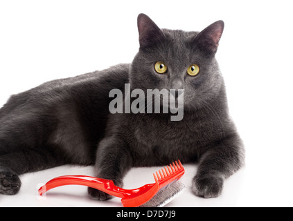 British Shorthair cat Foto Stock