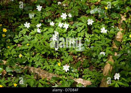 Legno (Anemone Anemone nemorosa ,) Offas Dyke percorso vicino a Chepstow. Foto Stock