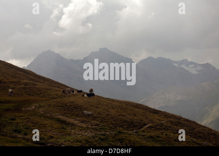 Piccolo allevamento di Swiss brown vacche su pendii più bassi il Jatzhorn sopra Sertig Dorfli cloud al di sopra del Plattenflue Davos in Svizzera Foto Stock