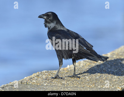 Carrion Crow Corvus corone corone Foto Stock