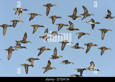 Alzavola Anas crecca Foto Stock