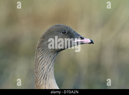 Rosa-footed Goose Anser brachyrhynchus Foto Stock