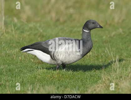 Brent Goose, pallido-gara panciuto Branta bernicla Foto Stock