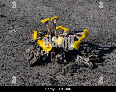 Coltsfoot, Tussilago farfara, costringendo il suo modo attraverso la pista di atterraggio sul lato di una strada Foto Stock