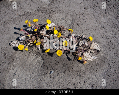 Coltsfoot, Tussilago farfara, costringendo il suo modo attraverso la pista di atterraggio sul lato di una strada Foto Stock