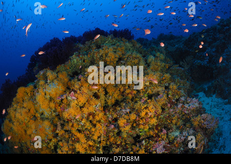 Cluster giallo copre Anemone Reef, Parazoanthus axinellae, Vis, Mare Adriatico, Croazia Foto Stock