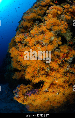 Cluster giallo copre Anemone Reef, Parazoanthus axinellae, Vis, Mare Adriatico, Croazia Foto Stock