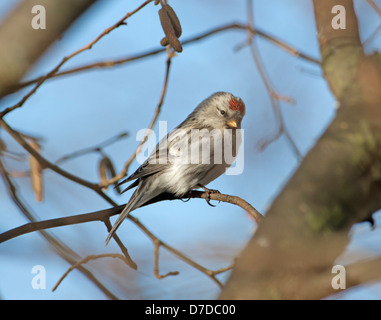 Coue's Redpoll artico - Carduelis hornemanni exilipes Foto Stock