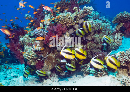 Mar Rosso (bannerfish Heniochus intermedius) a riposo sulla barriera corallina. Egytpt, Mar Rosso. Foto Stock