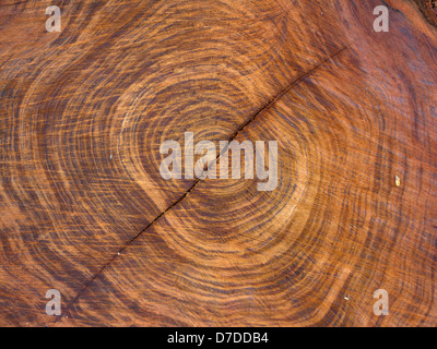 Anelli sulla sezione trasversale del tronco di albero Foto Stock