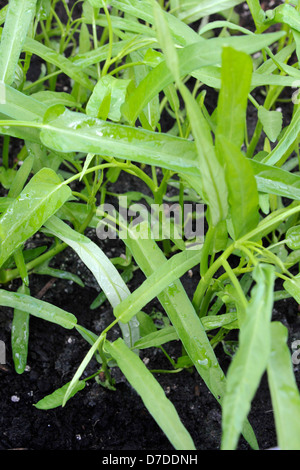 Pak boong, noto anche come acqua di spinaci, Fiume Spinaci, acqua gloria di mattina o kang kong e utilizzato in molti piatti asiatici. Foto Stock