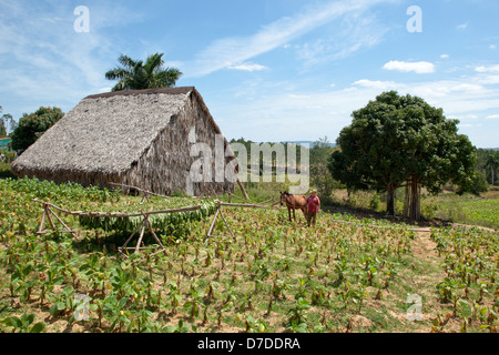 Essiccazione del tabacco capanna in Vinales Valley Foto Stock