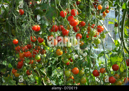 Coltivate in serra dolce milioni di F1 di pomodori ciliegini. Foto Stock